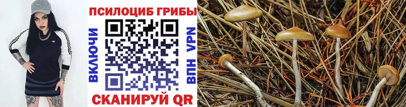 Купить закладки Мензелинск Псилоцибиновые грибы Cubensis